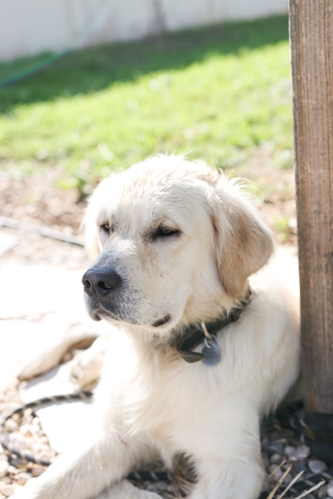 pet reiki animal reiki